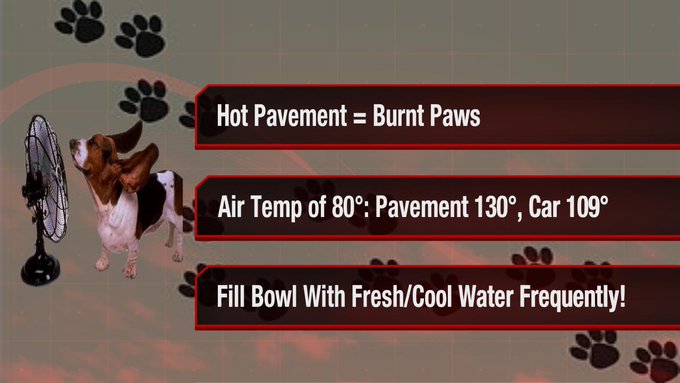 Hot pavement can burn paws. 80 degrees outside could mean 109 degrees inside of a car. Keep pets hydrated 