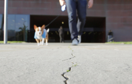 Crack in sidewalk